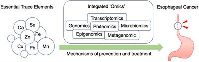 Esophagus cancer and essential trace elements